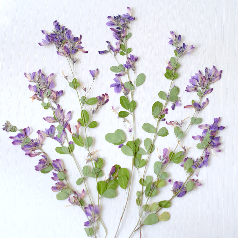 6pcs,nature Lespedeza Formosa  - Resin Art And Jewelry recension och pris