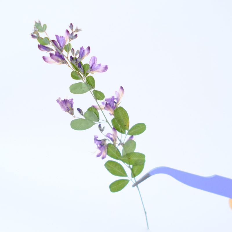 6pcs,nature Lespedeza Formosa  - Resin Art And Jewelry recension och pris